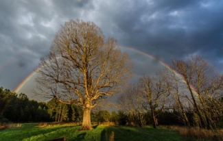 Photo of White oak tree with rainbow