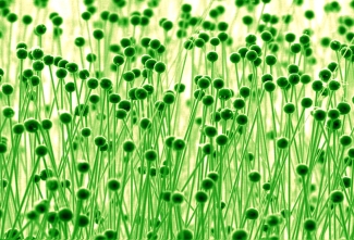 nanowires