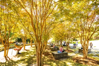 photo of students on benches under tree canopy