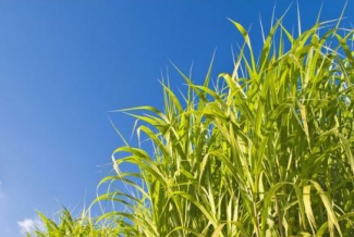 switchgrass with blue sky, photo