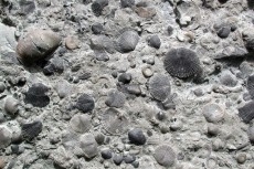 Photo of Fossil Brachiopods