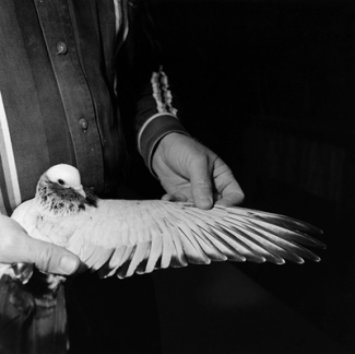 pigeon with wing spread, b & w