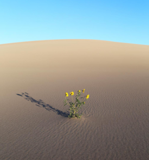 photo of sunflowers growing in desert sand, with sky, day