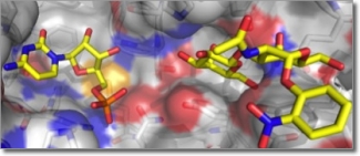 structures of glycoenzymes