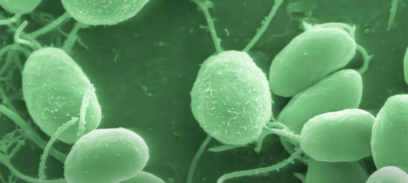 single-frame image of cellular-level video