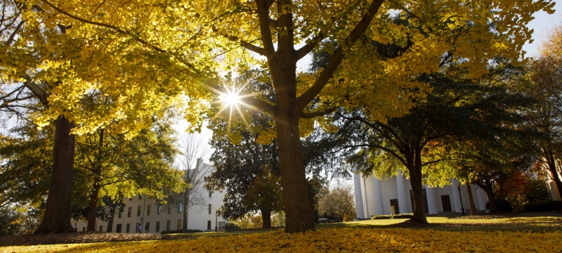 photo of quad in fall with trees, yellow leaves, buildings