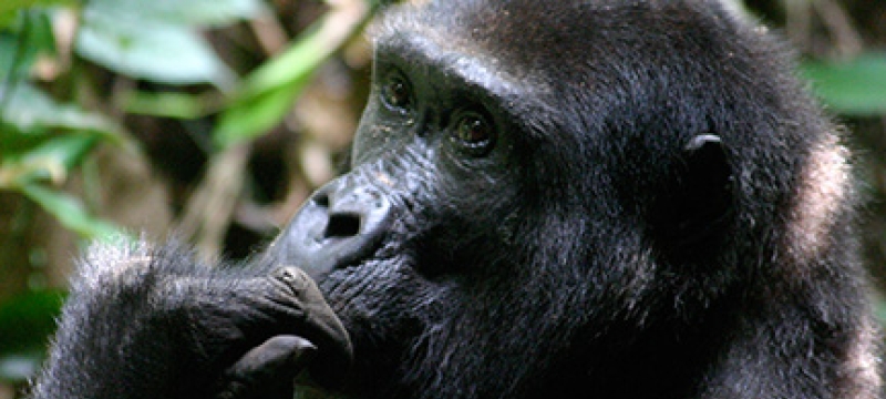 photo of  GORILLA IN THE JUNGLE