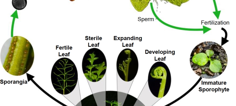 pictorial diagram of fern leaf parts and sections, with text on white