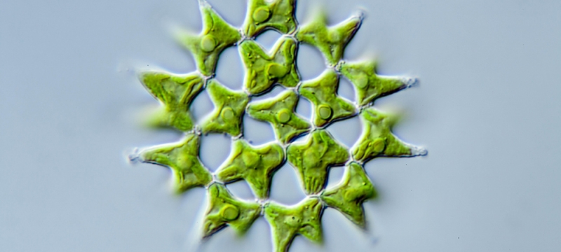 photo green algae