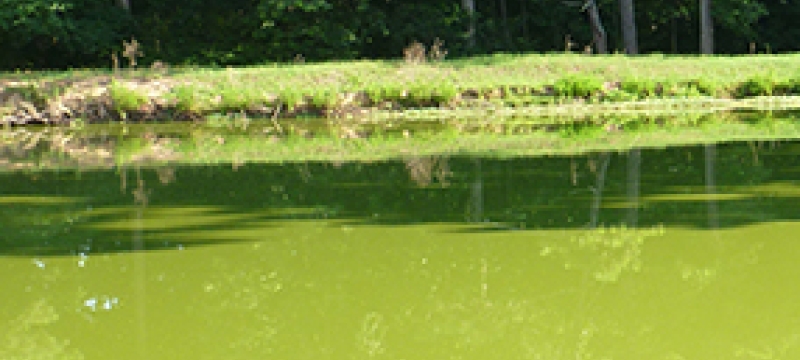 pond green