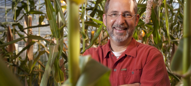 photo of man standing in corn stalks 