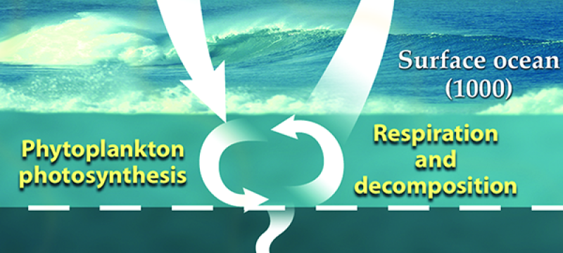 diagram of carbon cycle