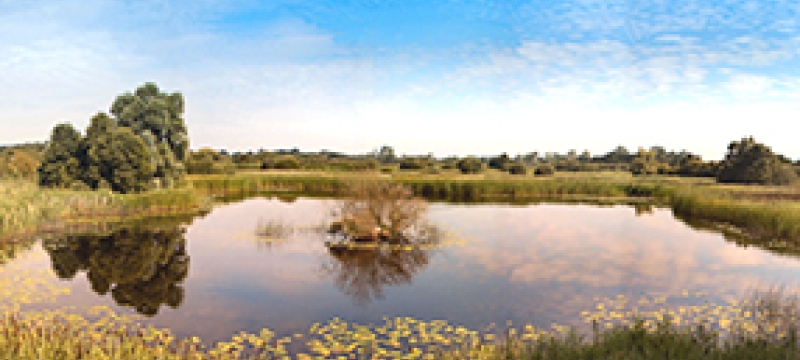 freshwater wetland photo