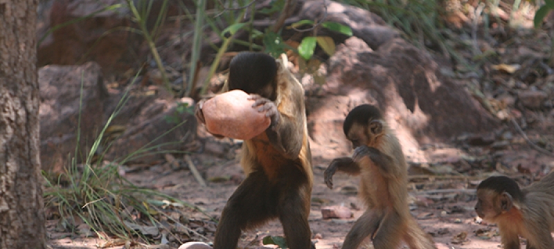  capuchin monkey is striking a nut with a stone hammer.