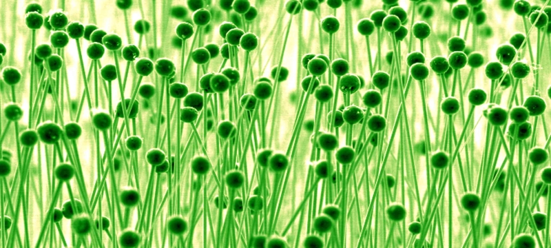 nanowires