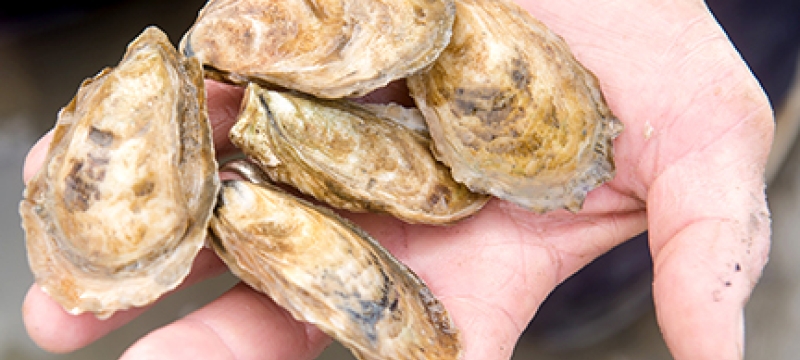 oysters in hand
