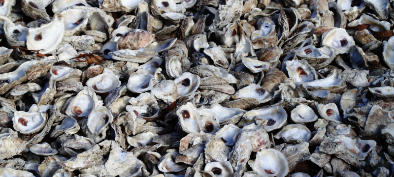photo of empty oyster shells