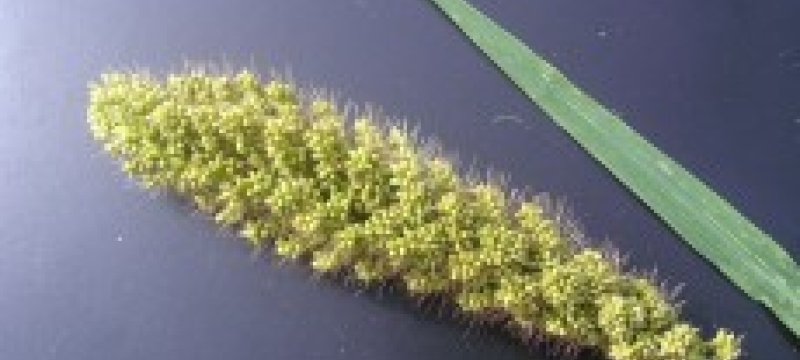 millet stalk