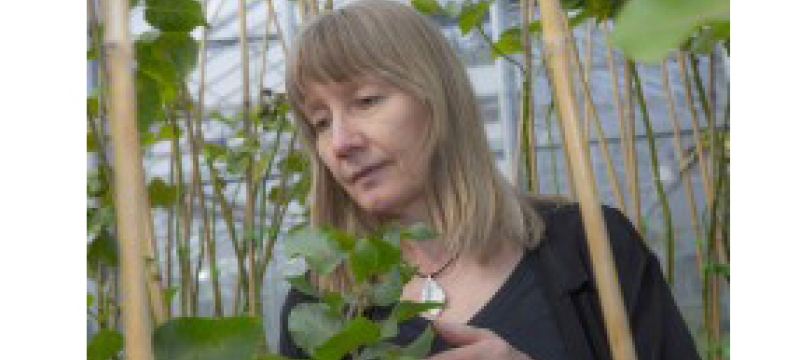 woman with plants