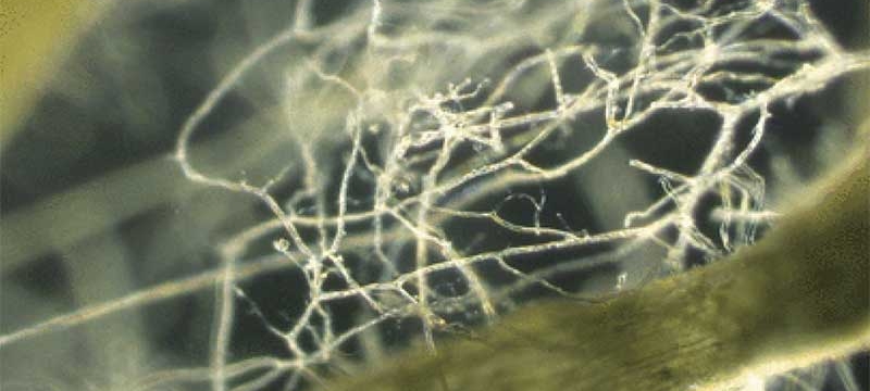 close up photo of roots
