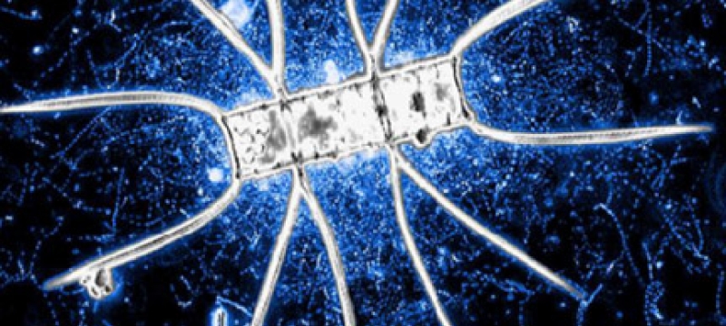 bacteria with marine diatom