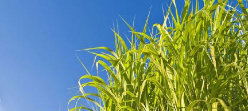 switchgrass with blue sky, photo