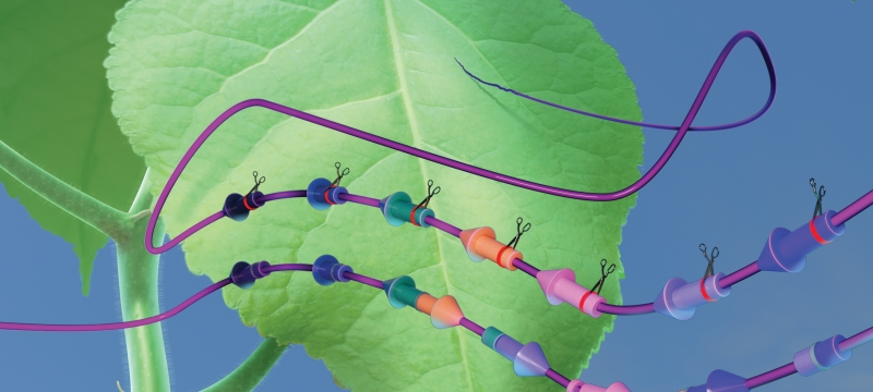 graphic with colored leaf detail and lines with scissors and notches