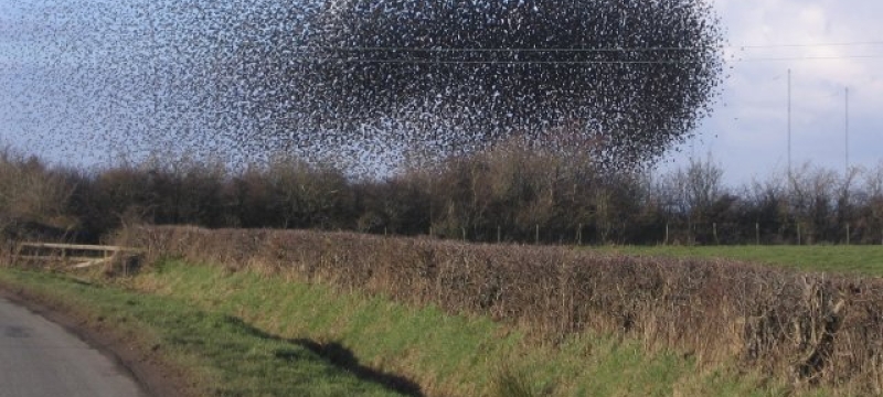 photo of a flock of birds