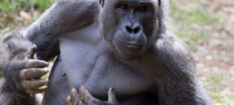photo of gorilla, outdoors, day