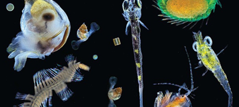 micro-organisms on black