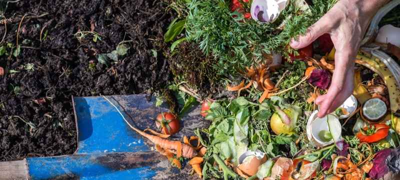photo of shovel with dirt, vegetable, and hand