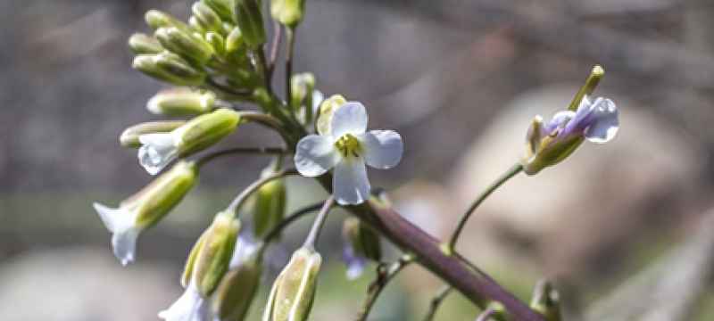 flowering plant close-up