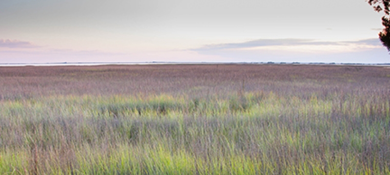 salt marsh day
