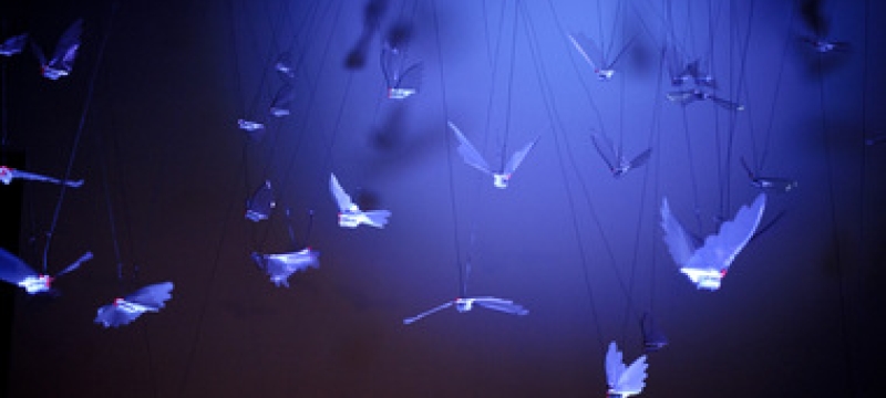 birds against blue.