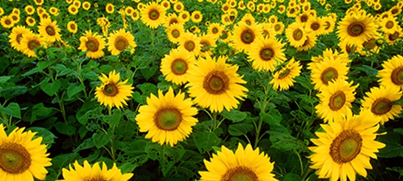field of sunflowers