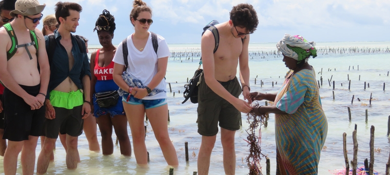 Photo of people in the shallows of a shoreline, with sea weed crop
