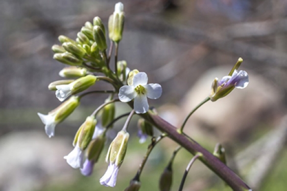 flowering plant close-up