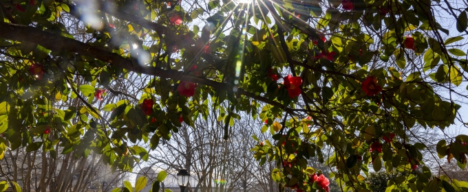 photo of tree, bus, sun 