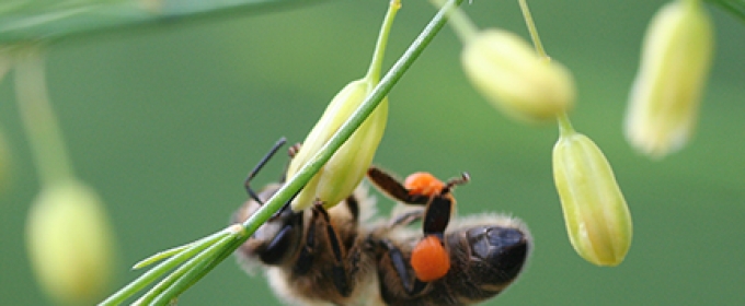 honey been taking pollen from asparagus plant