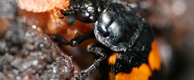 burying beetle