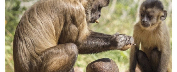 monkeys with rock tools