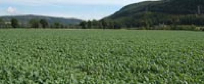 cropland