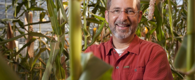 photo of man standing in corn stalks 