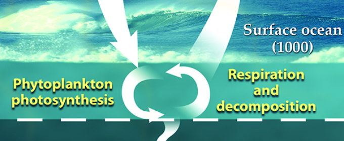 diagram of carbon cycle