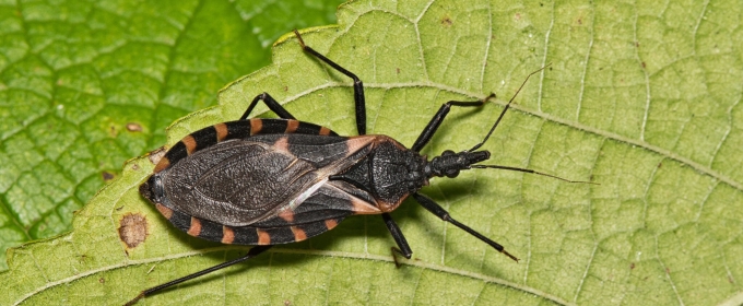 photo of bug on leaf