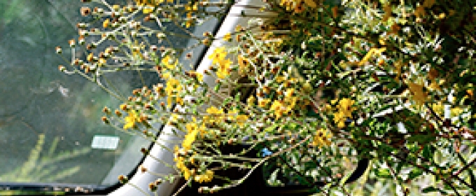 flowers in a car window