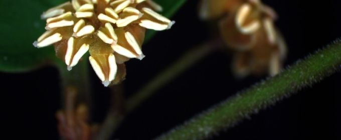 photo of flower
