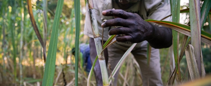 photo of man with sugar cane stalk, day