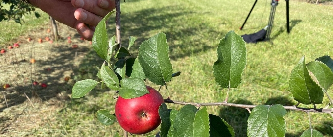 photo of apple on tree, hand