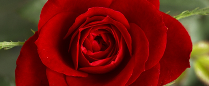 red rose photo